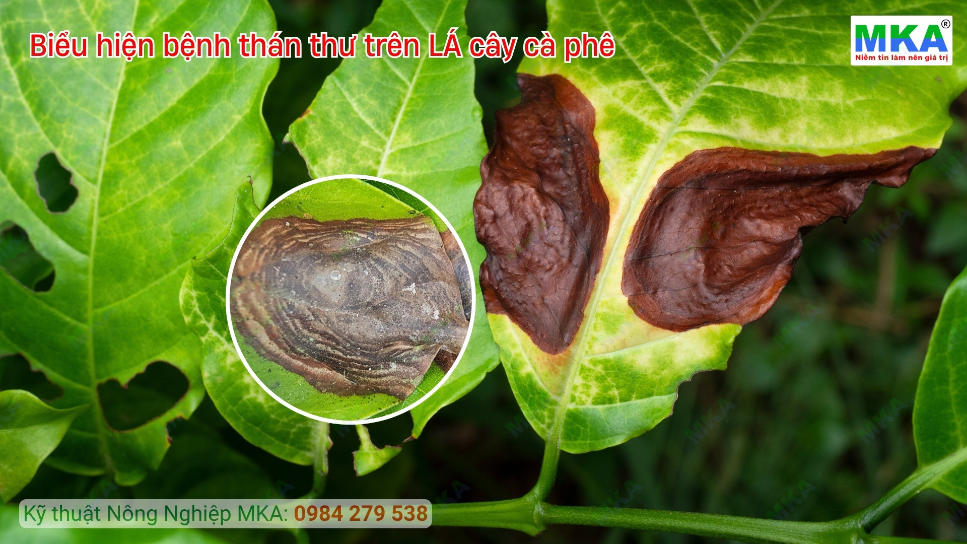 Triệu chứng thán thư trên lá cây cà phê